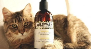 Котешки шампоан и котенца от загуба на вълна